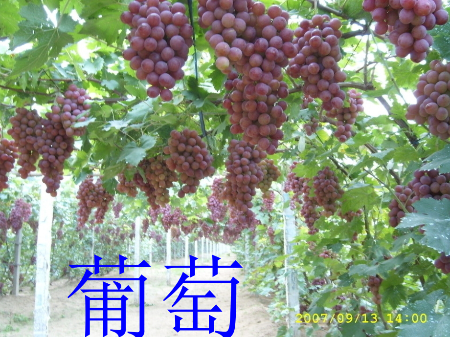 参加课题研究《酸的和甜的》第一课时PPT.ppt_第2页