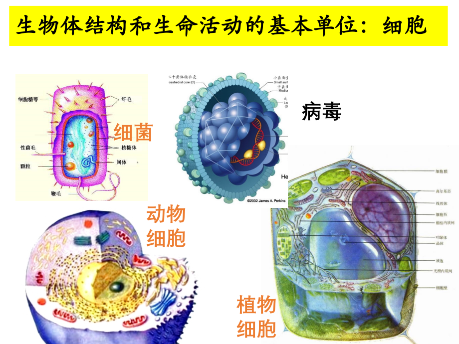 第一节细胞膜的结构与功能.pptx_第2页