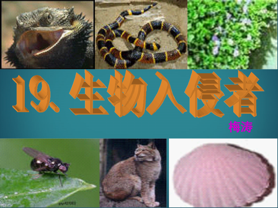 辽宁省开原市第三中学八年级语文上册《生物入侵者》课件 新人教版.ppt_第1页