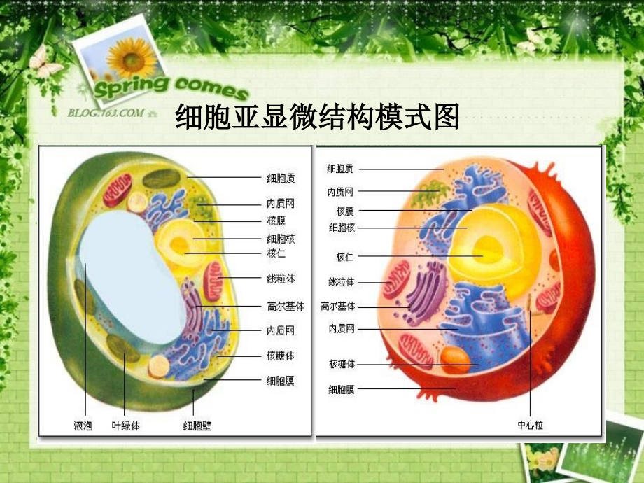 细胞器—系统内的分工合作（白）.ppt_第2页