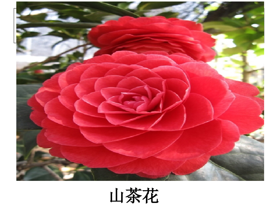花草树木点头笑讲课用.ppt_第1页