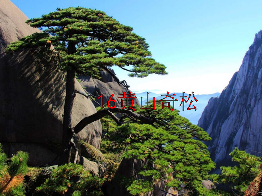 苏教版国标本五年级语文上册《黄山奇松》公开课PPT课件.ppt_第1页