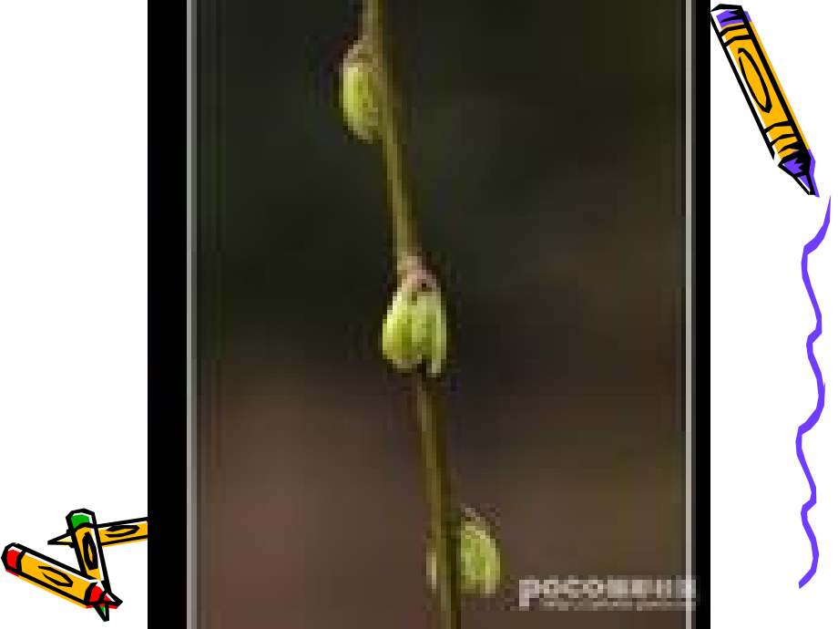 柳叶儿课件.ppt_第2页
