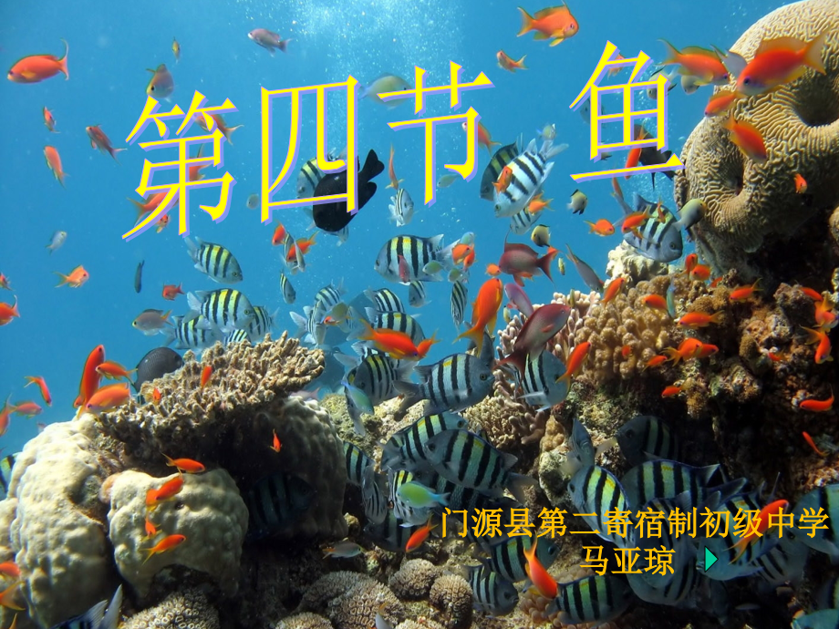 第六节鱼类.pptx_第1页