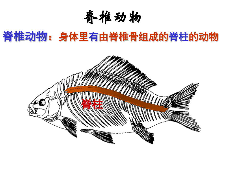 第六节鱼类.pptx_第2页