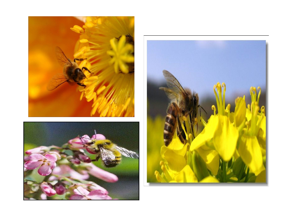 蜜蜂-演示文稿.ppt_第1页