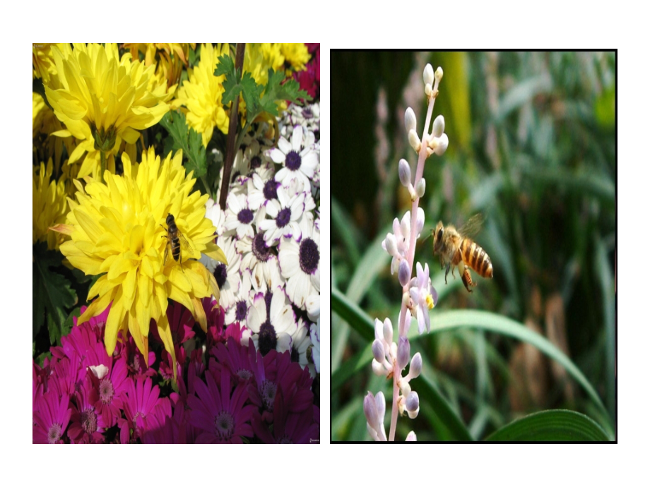 蜜蜂-演示文稿.ppt_第2页