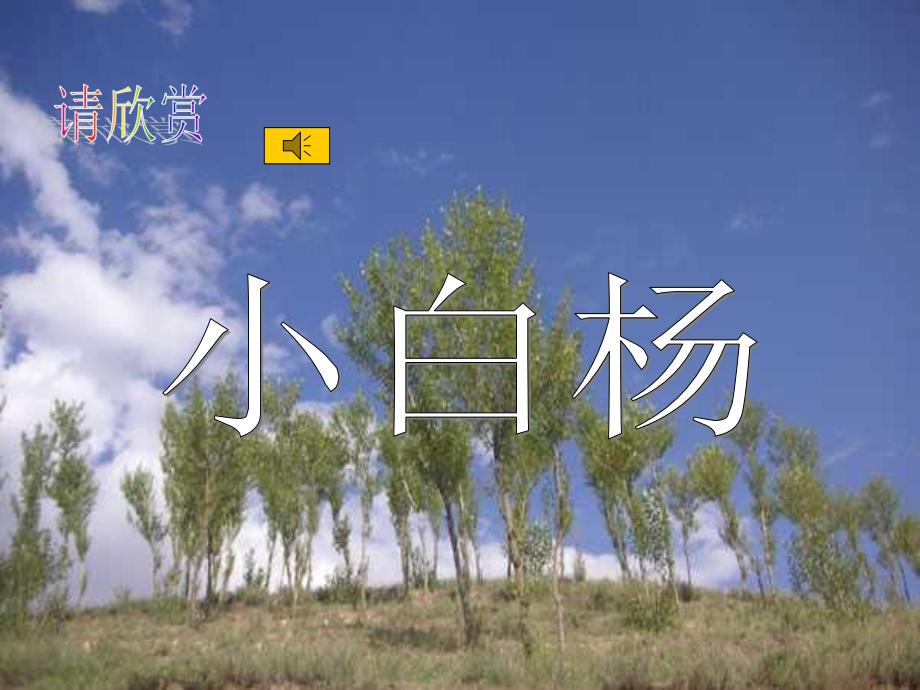 《白杨》PPT课件.ppt_第1页