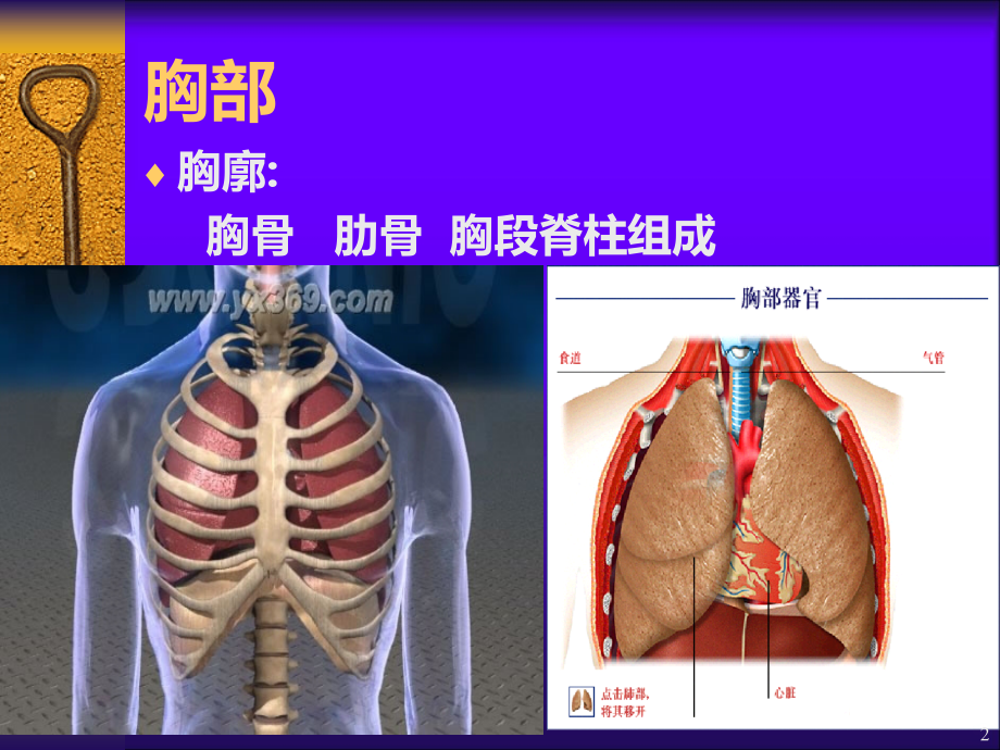 胸部检查PPT课件.ppt_第2页