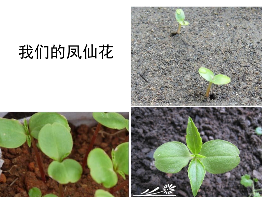 种子变成了幼苗.ppt_第2页