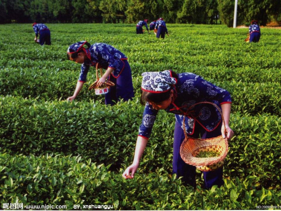 听赏《采茶舞曲》.pptx_第2页