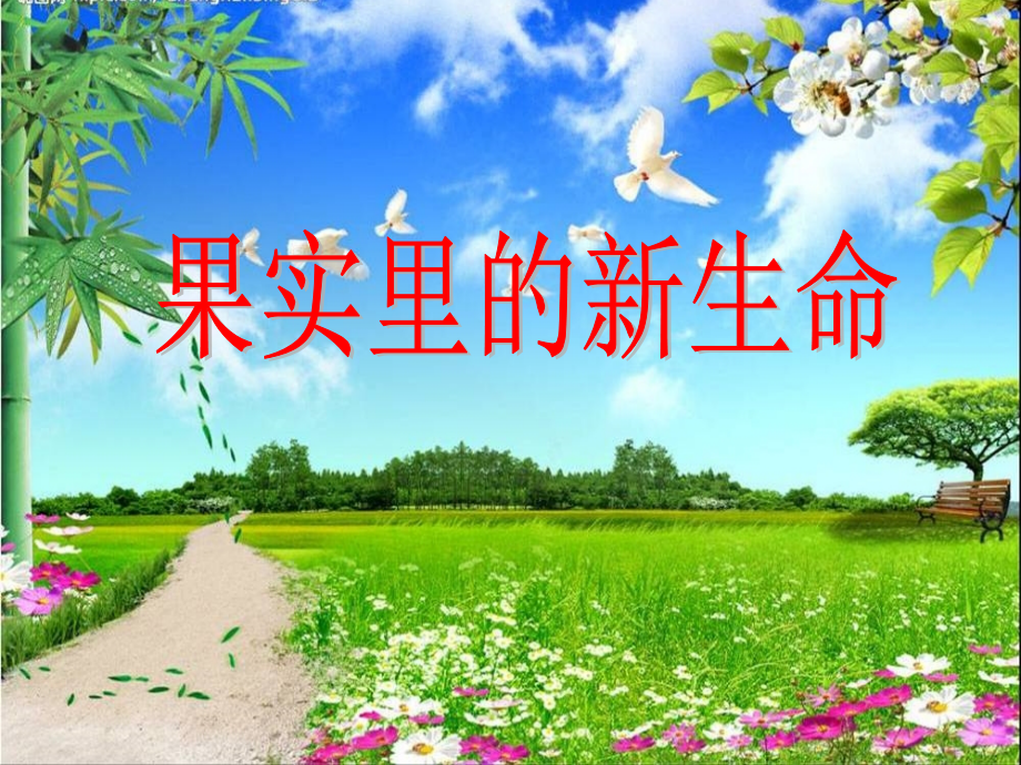 果实里的新生命.ppt_第1页