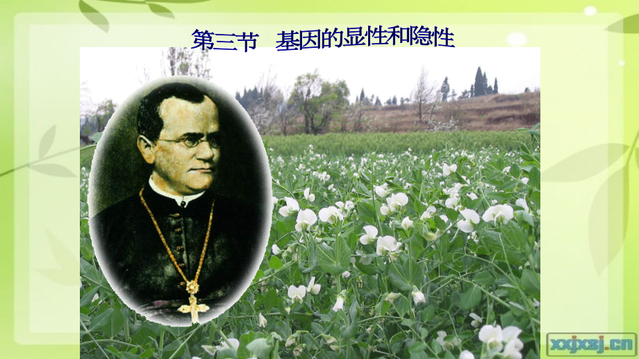 第三节基因的显性和隐性.pptx_第1页