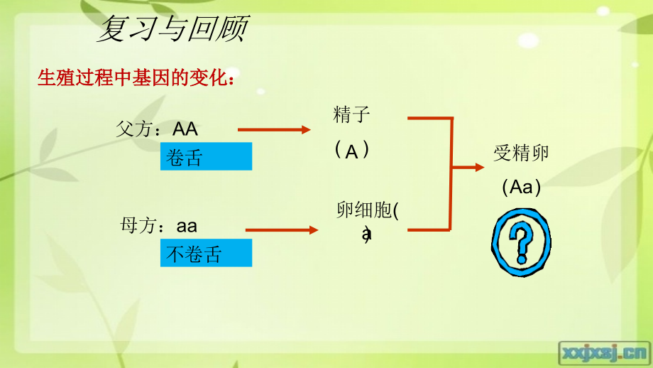 第三节基因的显性和隐性.pptx_第2页