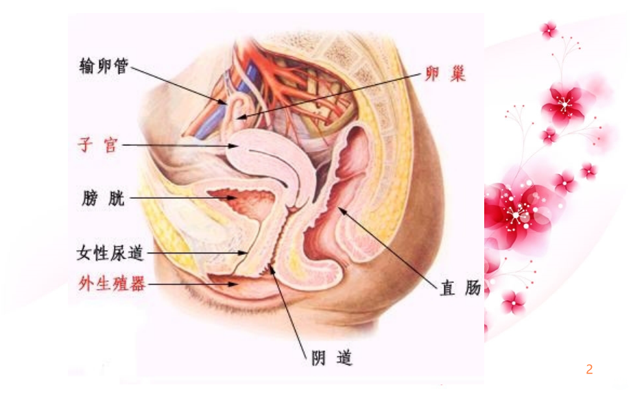 妇科健康知识讲座ppt课件.ppt_第2页