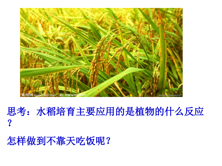 光合作用的过程.pptx_第1页