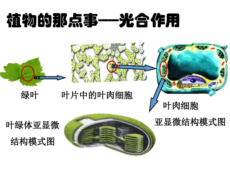 光合作用的过程.pptx_第2页