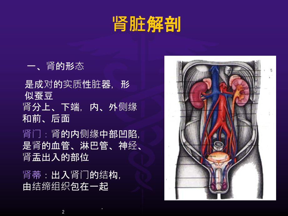 泌尿系超声PPT课件.ppt_第2页