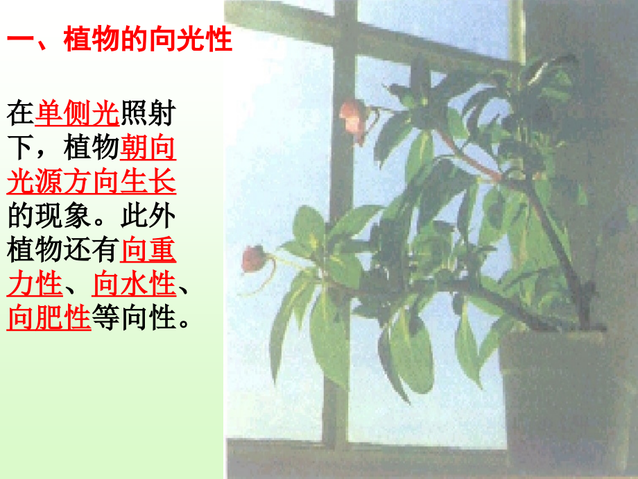 《植物的激素调节》.ppt_第2页