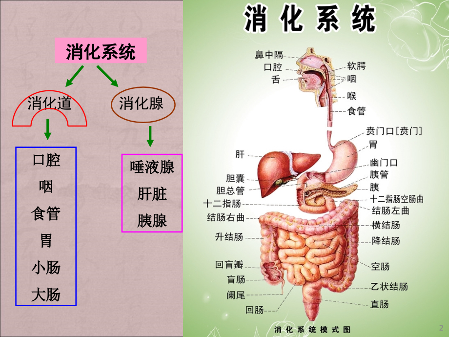 作用于消化系统药物ppt课件.ppt_第2页