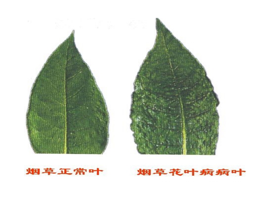 第二节病毒.ppt_第1页