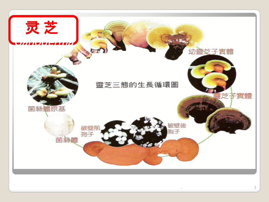 灵芝PPT课件.ppt_第1页