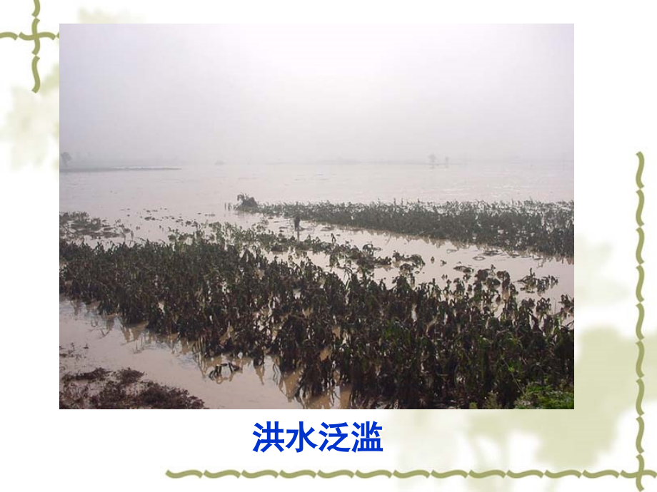 科学·技术·社会　生物入侵及其危害.ppt_第2页