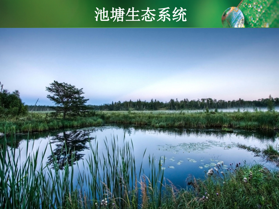 第一节生态系统的组成.ppt_第2页