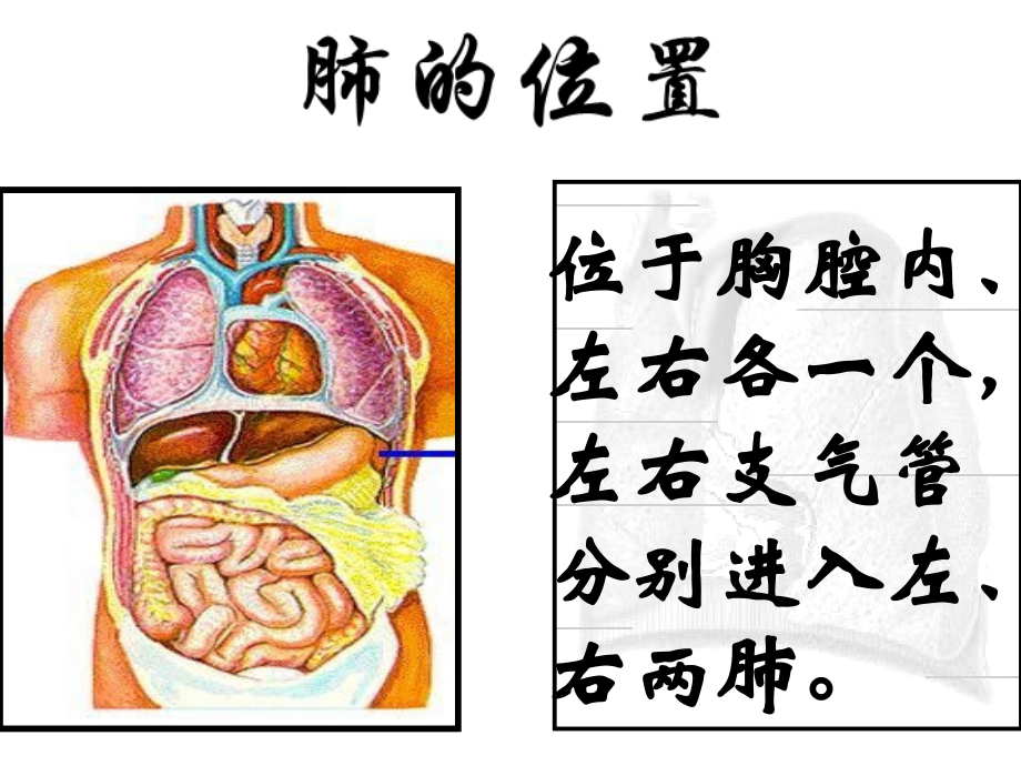 科学·技术·社会　“森林浴”、有氧运动和高压氧治疗.ppt_第2页