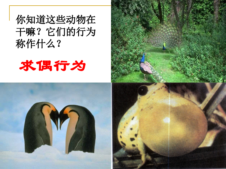 非条件反射.ppt_第2页