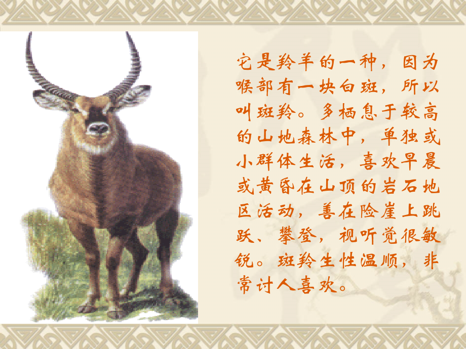 斑羚飞渡课件.ppt_第2页