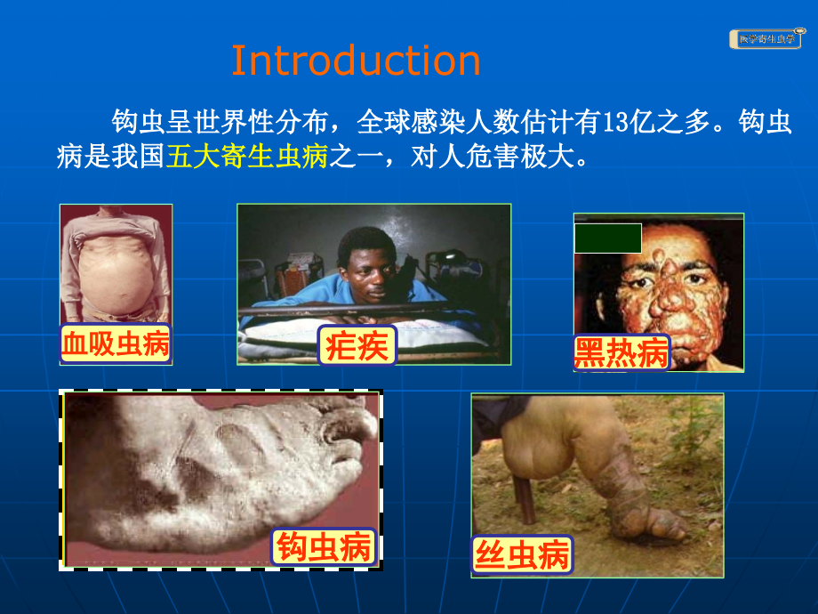 钩虫蛲虫(冯).ppt_第2页