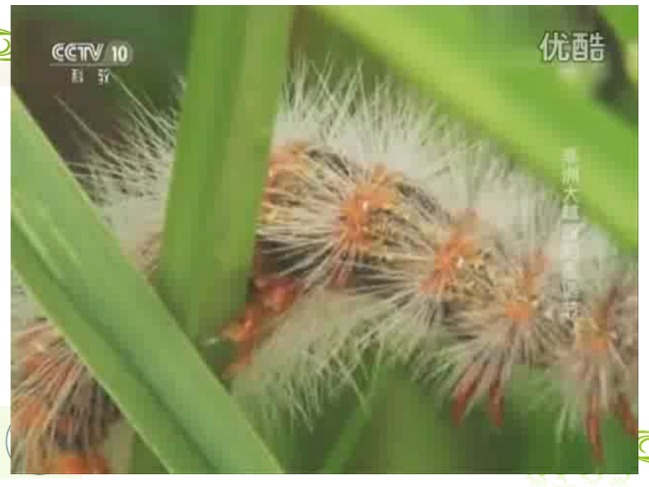 生物学艺术　动物与造型艺术.pptx_第1页