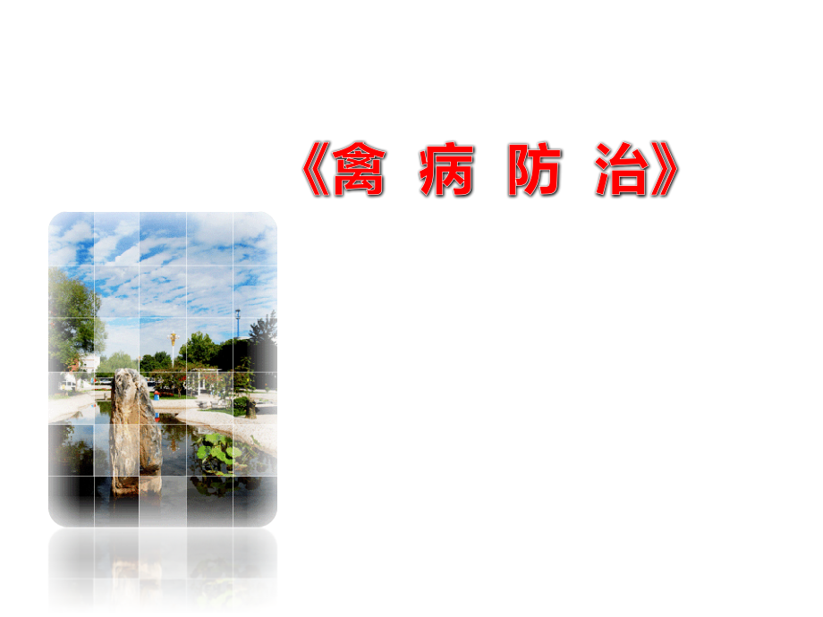 禽痛风ppt课件.ppt_第1页