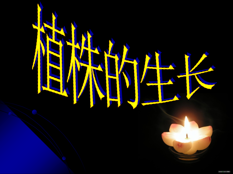 第二章第二节-植株的生长.ppt_第1页