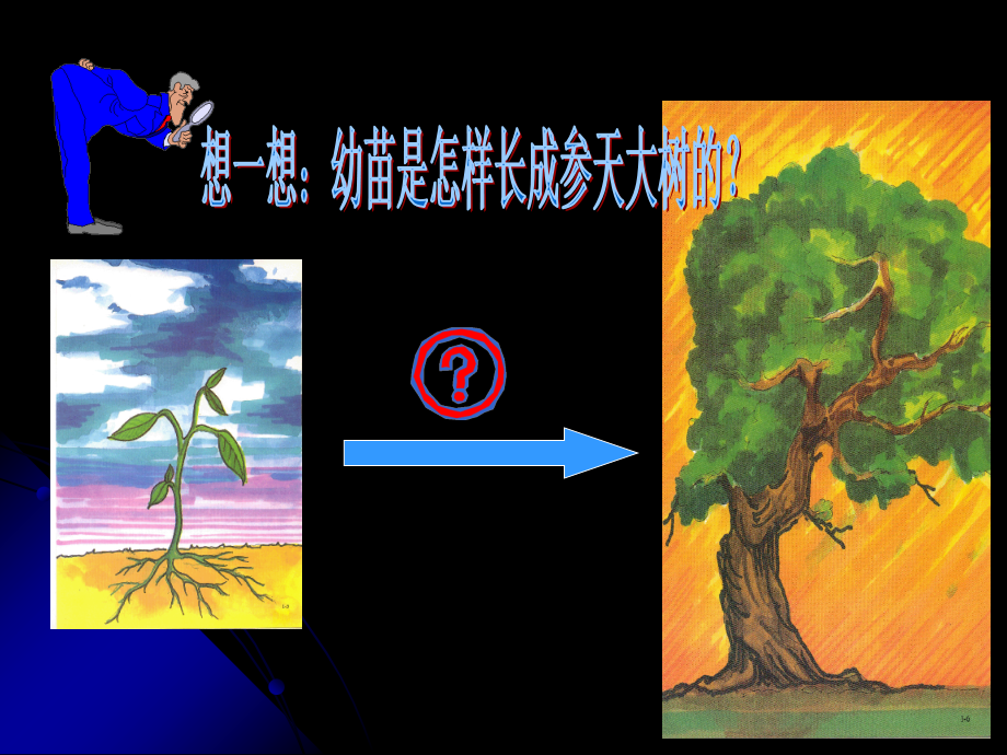 第二章第二节-植株的生长.ppt_第2页