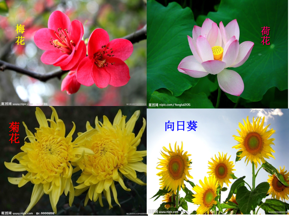 《花钟》公开课课件.ppt_第2页