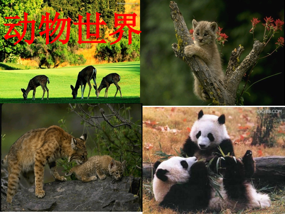 松鼠的课件.ppt_第2页
