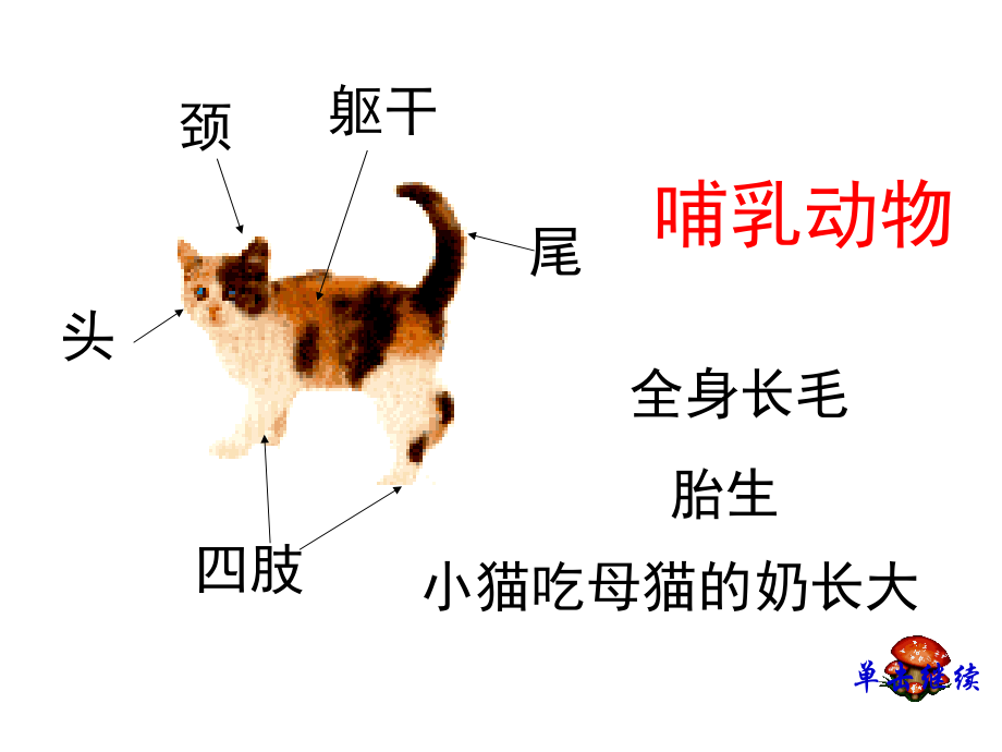 四年级科学上册PPT课件.ppt_第2页