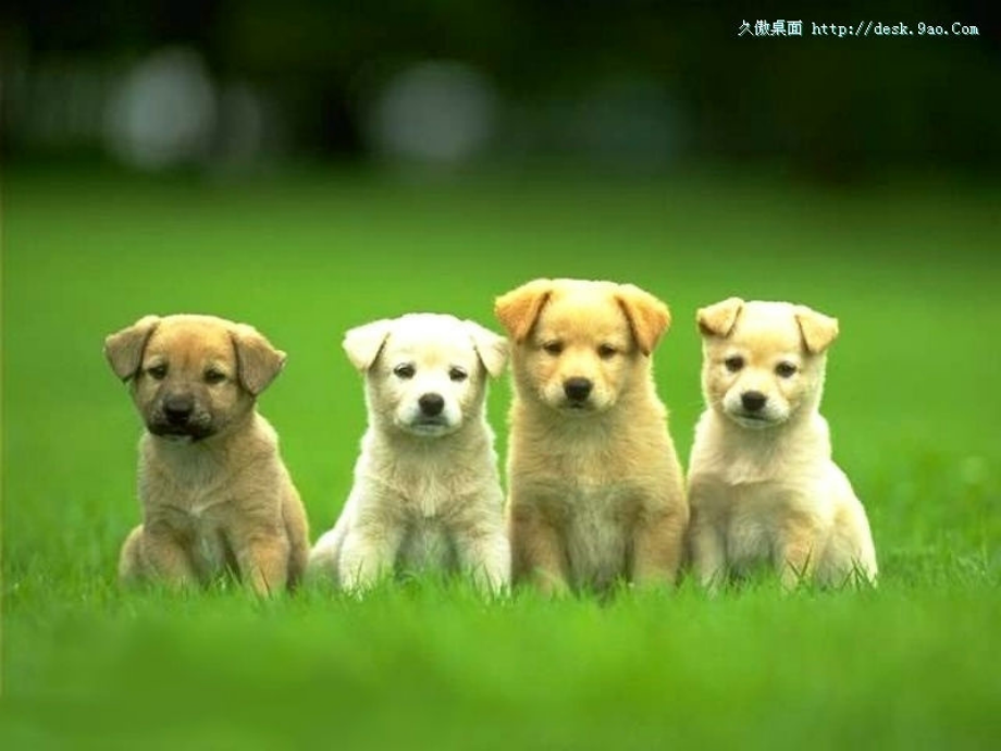 狂犬病患者的护理PPT课件.ppt_第2页