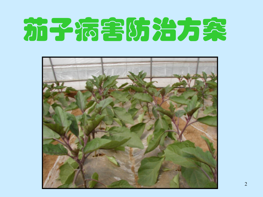 茄子病虫害防治PPT培训课件.ppt_第2页