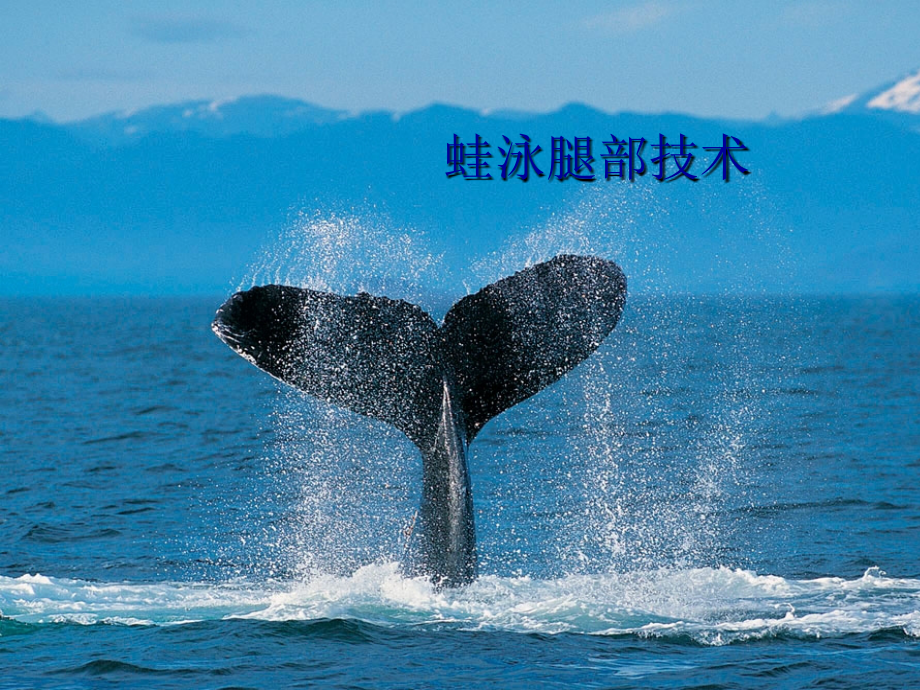 自游泳完整动作.ppt_第1页