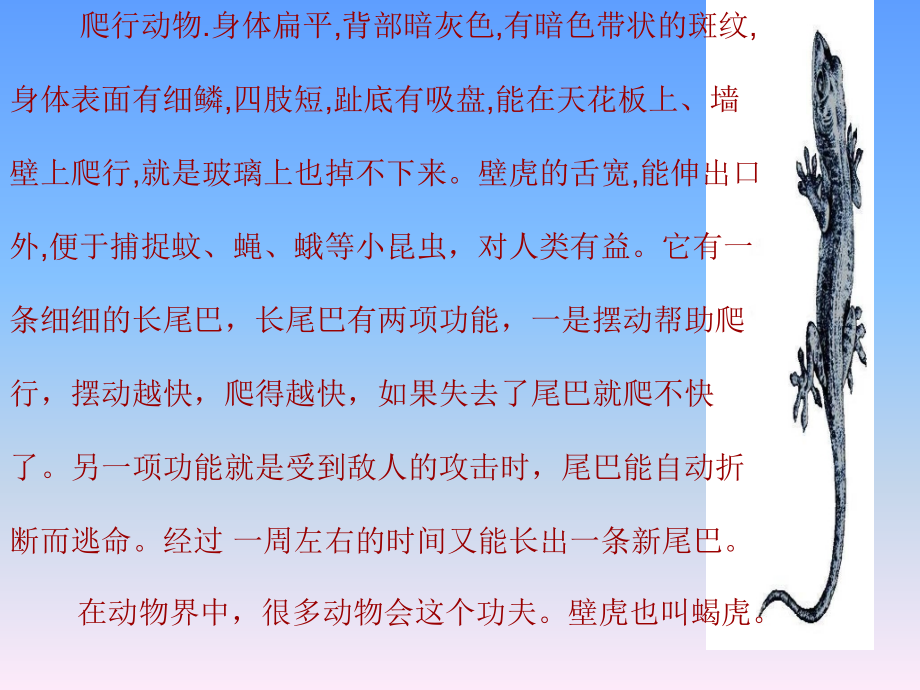 爬行动物.身体扁平,背部暗灰色,有暗色带状的斑纹, 身体表面有细鳞,四....ppt_第1页