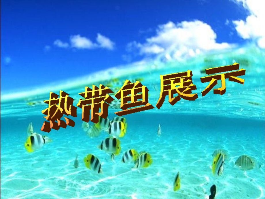 热带鱼展示.ppt_第1页