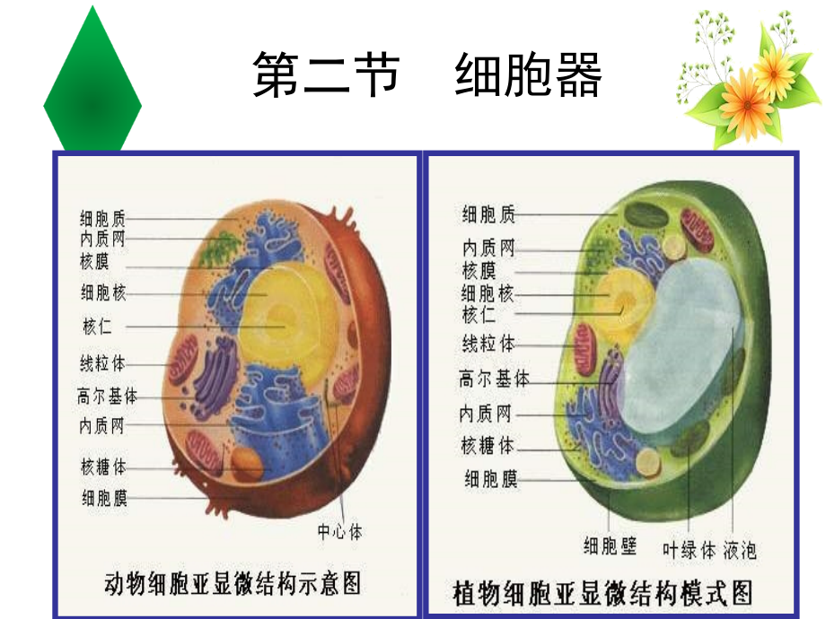 第二节细胞的基本结构.ppt_第2页