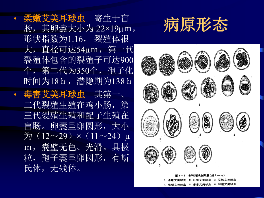 鸡球虫病.ppt_第2页