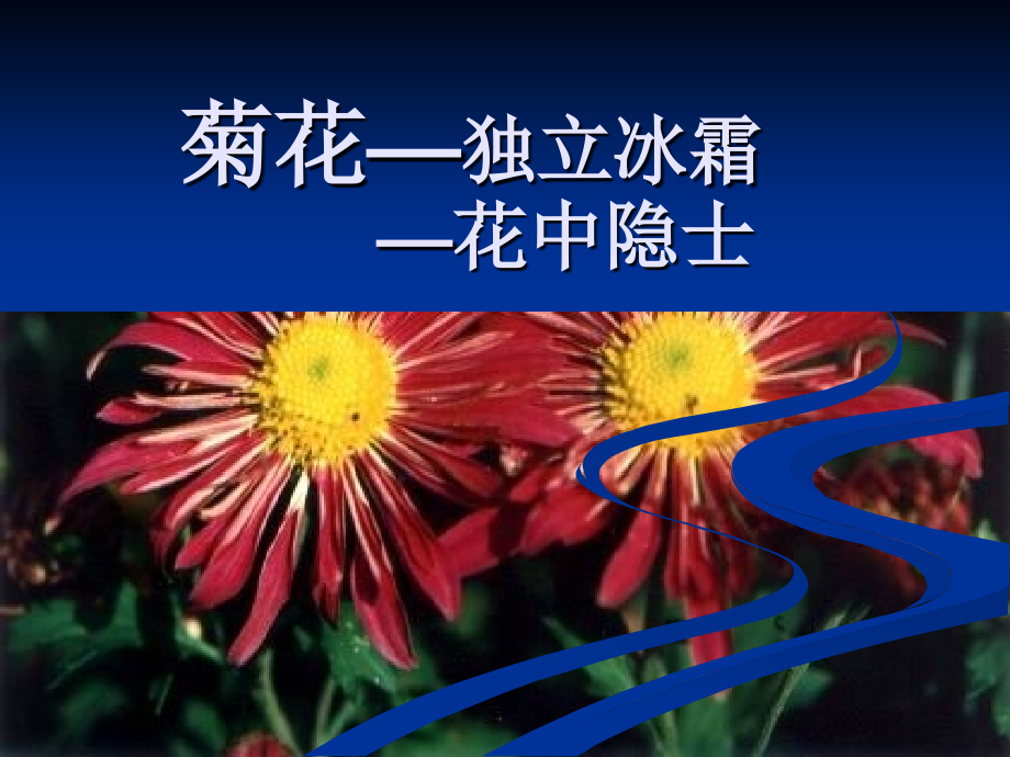 菊花介绍.ppt_第1页