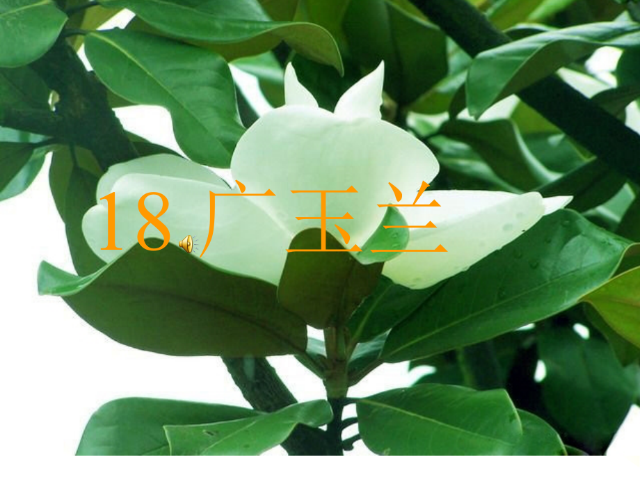 广玉兰课件.ppt_第1页