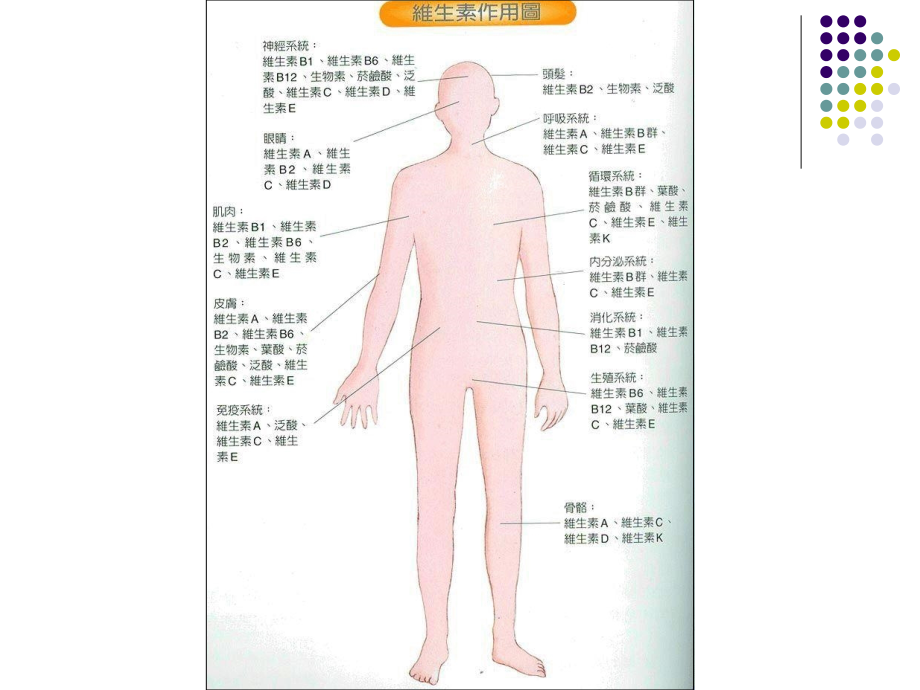 第七章NEW VITAMIN.ppt_第2页