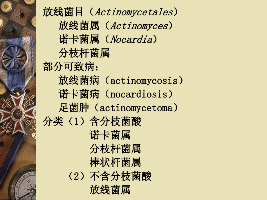 放线菌属.ppt_第2页